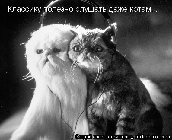 Классику полезно слушать даже котам...... Котоматрица: Классику полезно слушать даже котам...