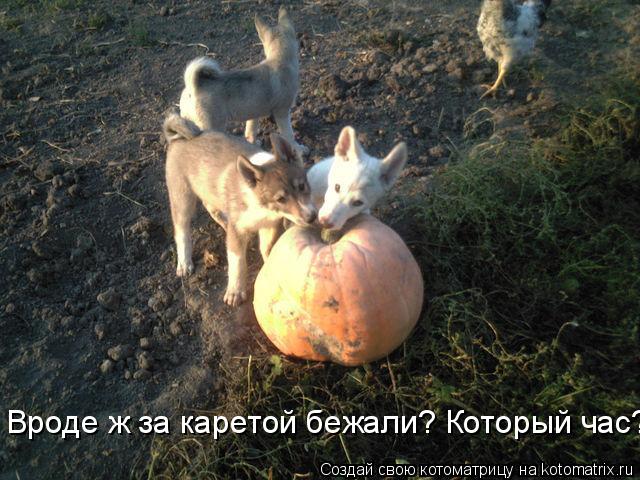Вроде ж за каретой бежали? Который час?... Котоматрица: Вроде ж за каретой бежали? Который час?