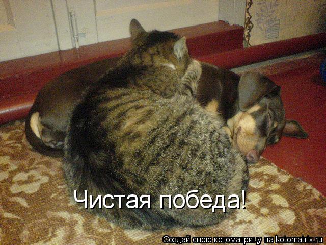 Чистая победа!... Котоматрица: Чистая победа!