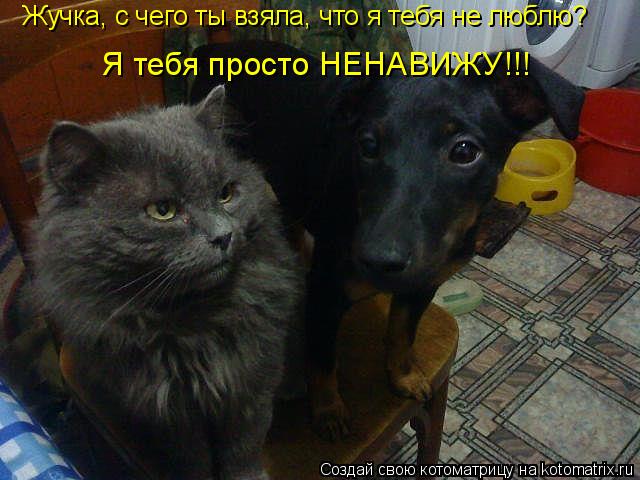Жучка, с чего ты взяла, что я тебя не люблю? Я тебя просто НЕНАВИЖУ!!!... Котоматрица: Жучка, с чего ты взяла, что я тебя не люблю? Я тебя просто НЕНАВИЖУ!!!
