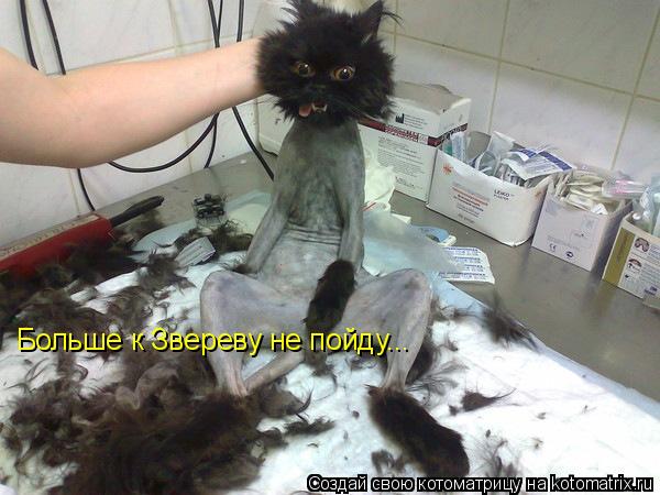 Больше к Звереву не пойду...... Котоматрица: Больше к Звереву не пойду...