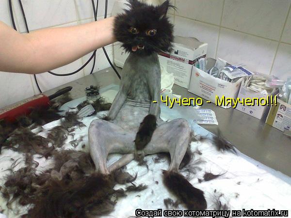 - Чучело - Мяучело!!!... Котоматрица: - Чучело - Мяучело!!!