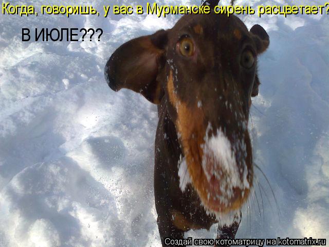 Когда, говоришь, у вас в Мурманске сирень расцветает? В ИЮЛЕ???... Котоматрица: Когда, говоришь, у вас в Мурманске сирень расцветает? В ИЮЛЕ???