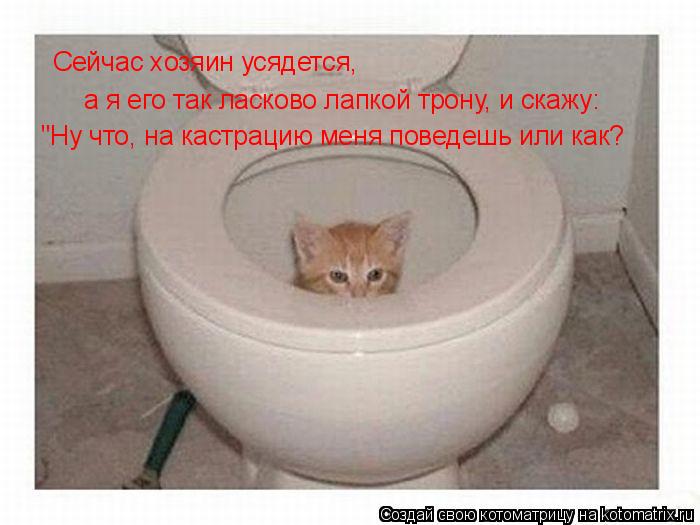 Сейчас хозяин усядется, а я его так ласково лапкой трону, и скажу: "Ну что, на кастрацию меня поведеш... Котоматрица: Сейчас хозяин усядется, а я его так ласково лапкой трону, и скажу: "Ну что, на кастрацию меня поведешь или как?