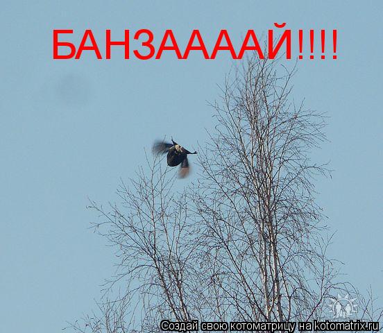 БАНЗААААЙ!!!!... Котоматрица: БАНЗААААЙ!!!!