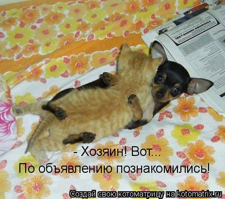 - Хозяин! Вот... По объявлению познакомились!... Котоматрица: - Хозяин! Вот... По объявлению познакомились!