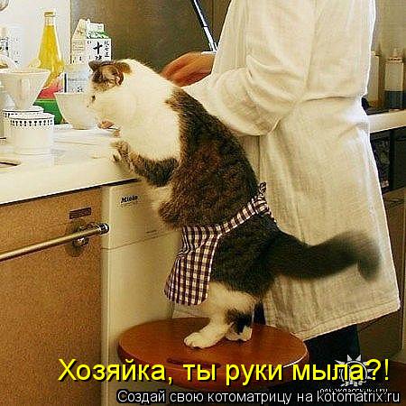 Хозяйка, ты руки мыла?!... Котоматрица: Хозяйка, ты руки мыла?!