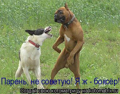 Парень, не советую! Я ж - боксёр!... Котоматрица: Парень, не советую! Я ж - боксёр!