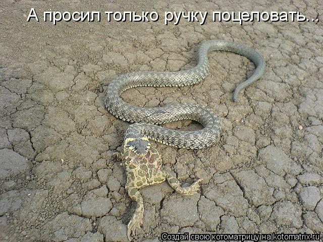 А просил только ручку поцеловать...... Котоматрица: А просил только ручку поцеловать...