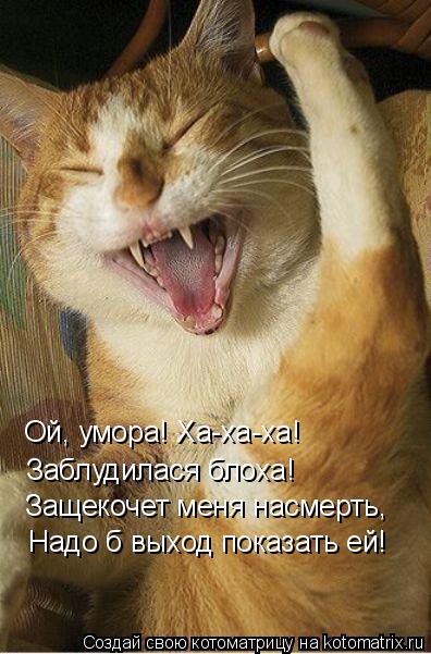 Ой, умора! Ха-ха-ха! Заблудилася блоха! Защекочет меня насмерть, Надо б выход показать ей!... Котоматрица: Ой, умора! Ха-ха-ха! Заблудилася блоха! Защекочет меня насмерть, Надо б выход показать ей!
