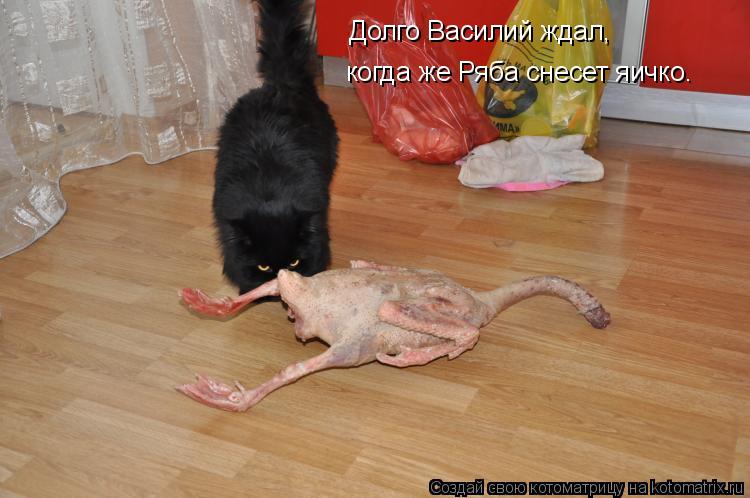 Долго Василий ждал, когда же Ряба снесет яичко.... Котоматрица: Долго Василий ждал, когда же Ряба снесет яичко.