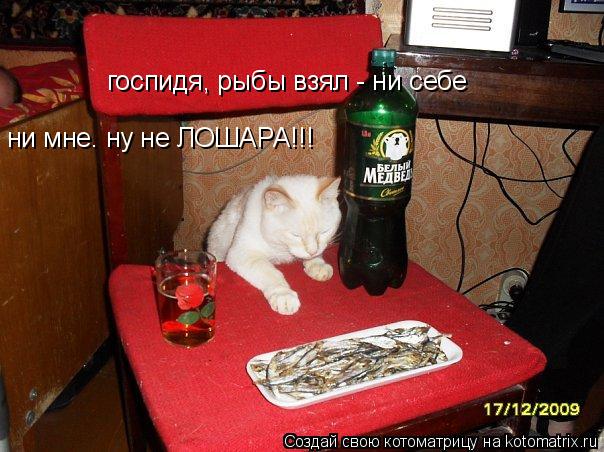 госпидя, рыбы взял - ни себе ни мне. ну не ЛОШАРА!!!... Котоматрица: госпидя, рыбы взял - ни себе ни мне. ну не ЛОШАРА!!!