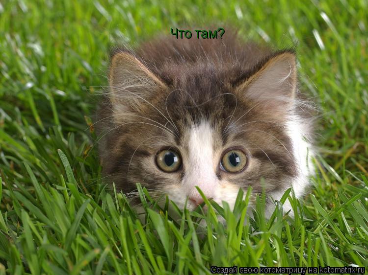 Что там?... Котоматрица: Что там?