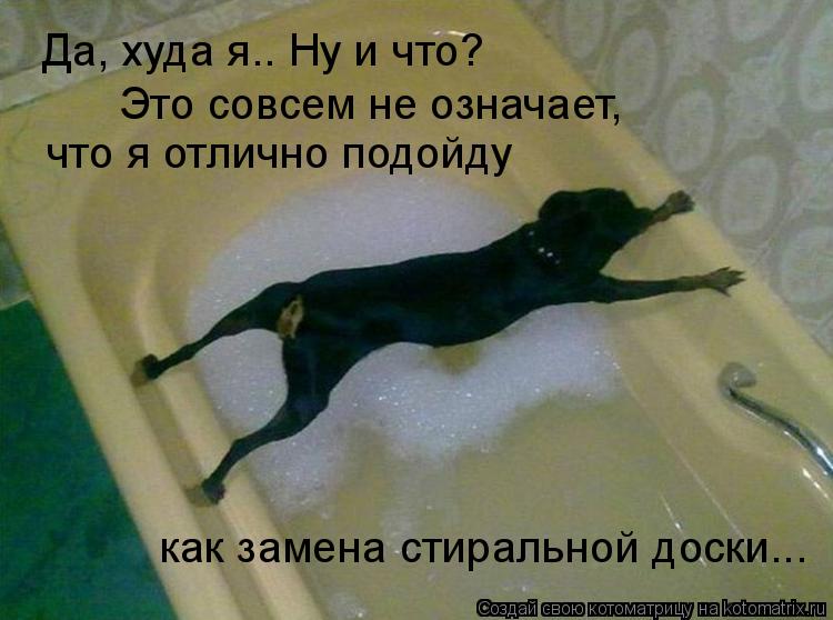 Да, худа я.. Ну и что? Это совсем не означает, что я отлично подойду как замена стиральной доски..... Котоматрица: Да, худа я.. Ну и что? Это совсем не означает, что я отлично подойду как замена стиральной доски...