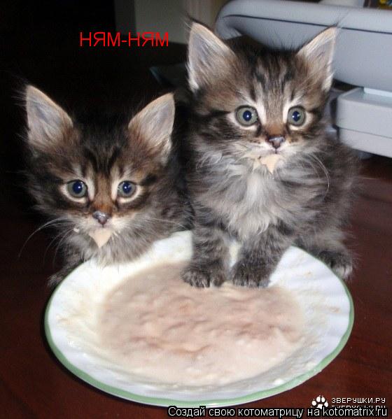 НЯМ-НЯМ... Котоматрица: НЯМ-НЯМ