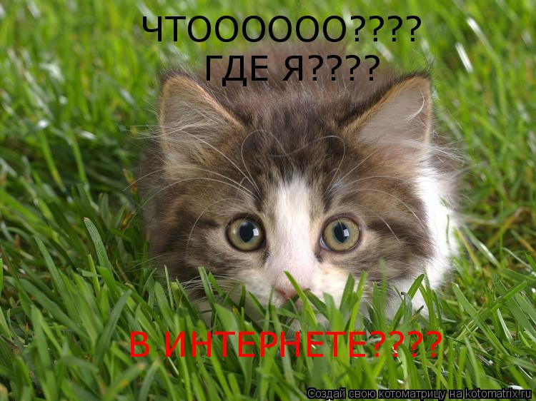 ЧТОООООО???? ГДЕ Я???? В ИНТЕРНЕТЕ????... Котоматрица: ЧТОООООО???? ГДЕ Я???? В ИНТЕРНЕТЕ????