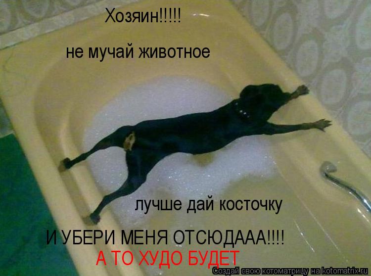 Хозяин!!!!! не мучай животное лучше дай косточку И УБЕРИ МЕНЯ ОТСЮДААА!!!! А ТО ХУДО БУДЕТ... Котоматрица: Хозяин!!!!! не мучай животное лучше дай косточку И УБЕРИ МЕНЯ ОТСЮДААА!!!! А ТО ХУДО БУДЕТ