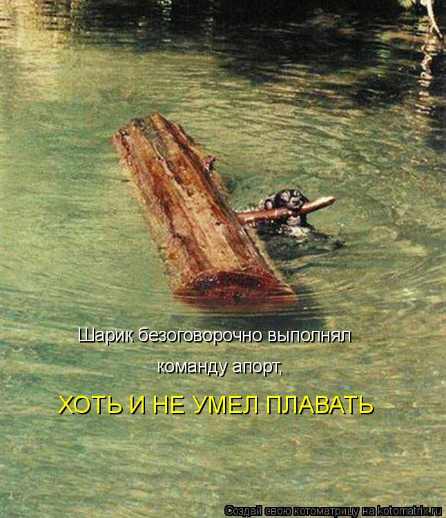 Шарик безоговорочно выполнял ХОТЬ И НЕ УМЕЛ ПЛАВАТЬ команду апорт,... Котоматрица: Шарик безоговорочно выполнял ХОТЬ И НЕ УМЕЛ ПЛАВАТЬ команду апорт,