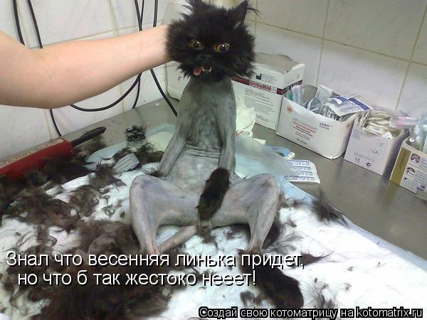 Знал что весенняя линька придет, но что б так жестоко нееет!... Котоматрица: Знал что весенняя линька придет, но что б так жестоко нееет!