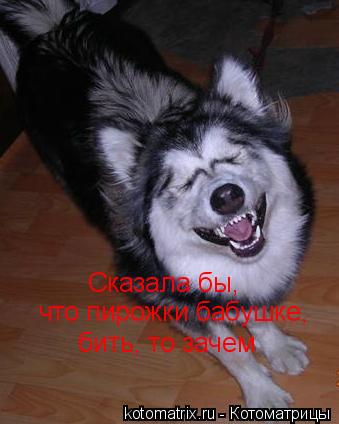 Cказала бы, что пирожки бабушке, бить, то зачем... Котоматрица: Cказала бы, что пирожки бабушке, бить, то зачем