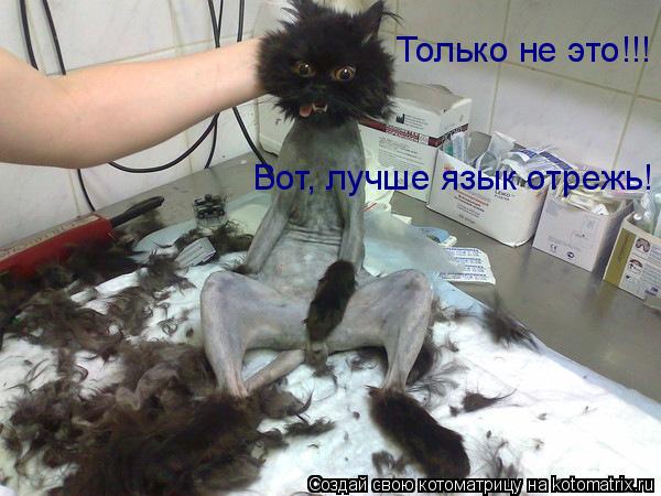 Только не это!!! Вот, лучше язык отрежь!... Котоматрица: Только не это!!! Вот, лучше язык отрежь!