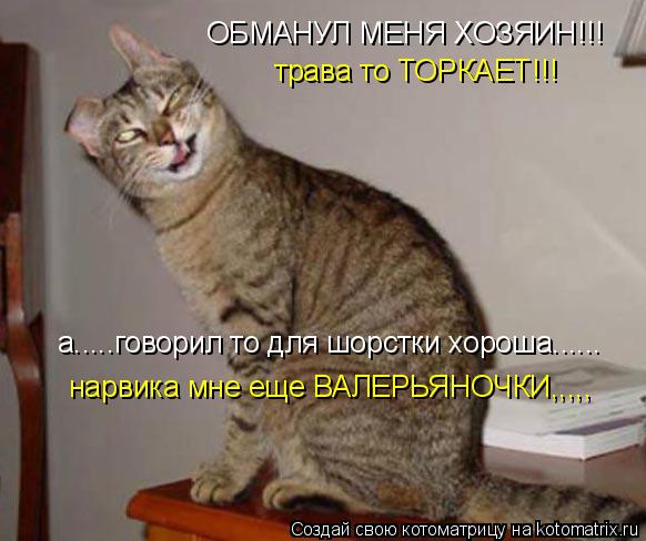 Котоматрица: ОБМАНУЛ МЕНЯ ХОЗЯИН!!! трава то ТОРКАЕТ!!! а.....говорил то для шорстки хороша...... нарвика мне еще ВАЛЕРЬЯНОЧКИ,,,,,