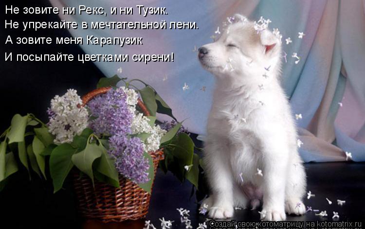 Котоматрица: Не зовите ни Рекс, и ни Тузик. Не упрекайте в мечтательной лени. А зовите меня Карапузик И посыпайте цветками сирени!