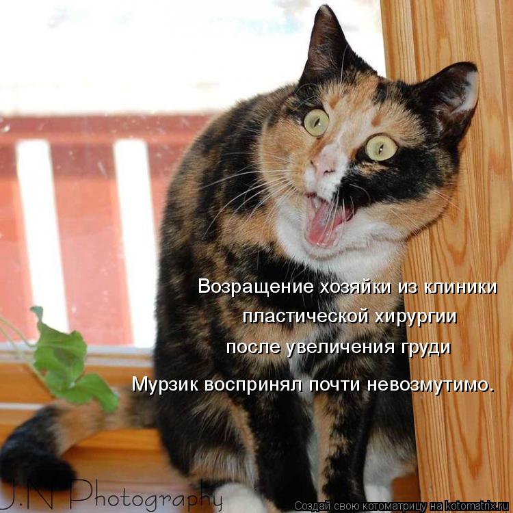 Котоматрица: Возращение хозяйки из клиники  пластической хирургии после увеличения груди Мурзик воспринял почти невозмутимо.