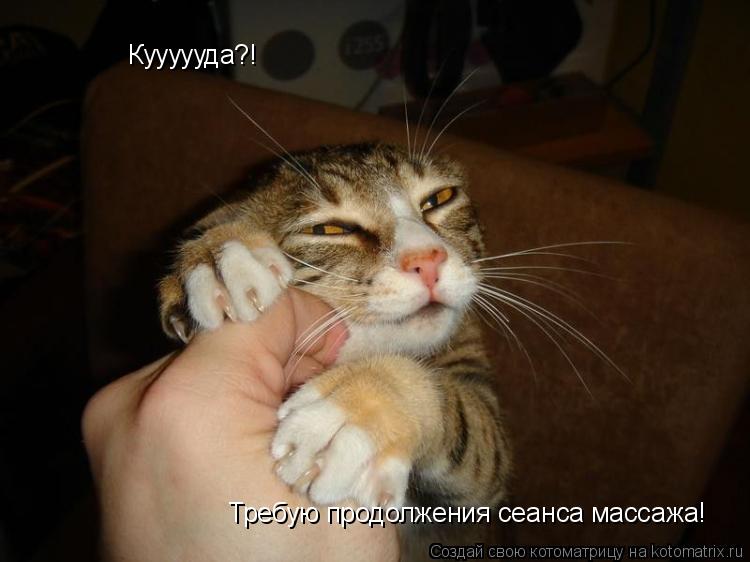 Котоматрица: Куууууда?! Требую продолжения сеанса массажа!