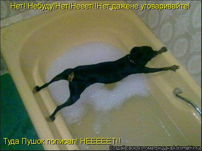 Котоматрица: Нет! Небуду!Нет!Нееет!!Нет дажене уговаривайте! Туда Пушок пописал! НЕЕЕЕЕТ!!