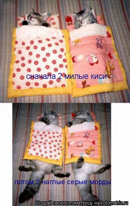 Котоматрица: сначала 2 милые киси потом 2 наглые серые морды