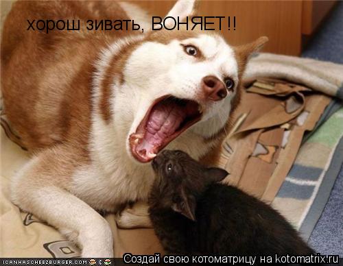 Котоматрица: хорош зивать, ВОНЯЕТ!!