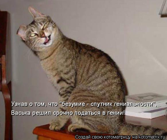 Котоматрица: Узнав о том, что "безумие - спутник гениальности",  Васька решил срочно податься в гении!