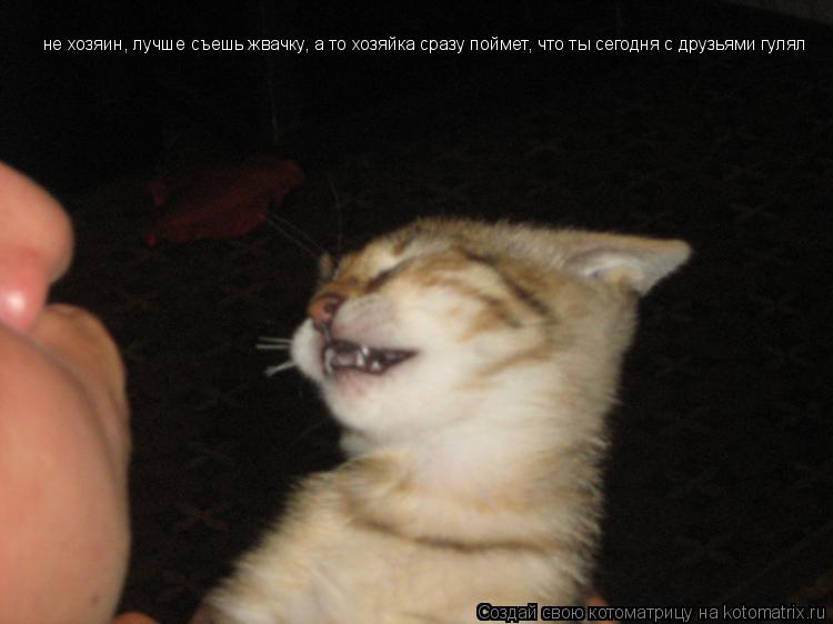 Котоматрица: не хозяин, лучше съешь жвачку, а то хозяйка сразу поймет, что ты сегодня с друзьями гулял