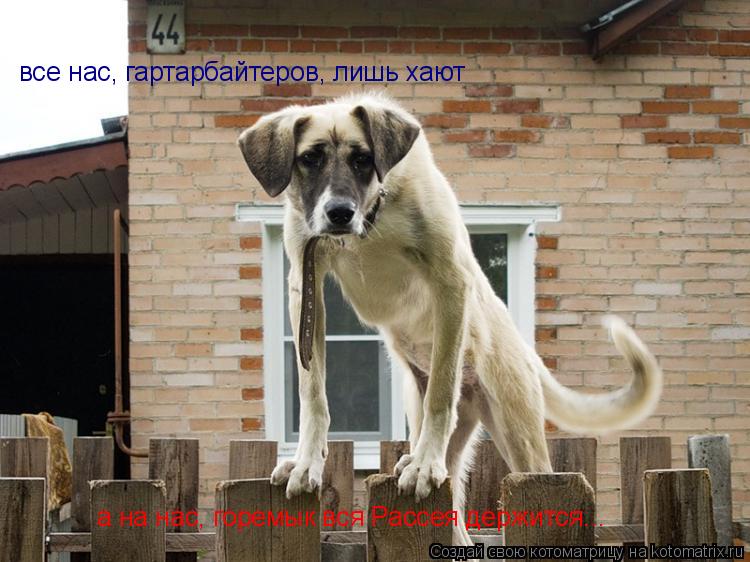 Котоматрица: все нас, гартарбайтеров, лишь хают а на нас, горемык вся Рассея держится...