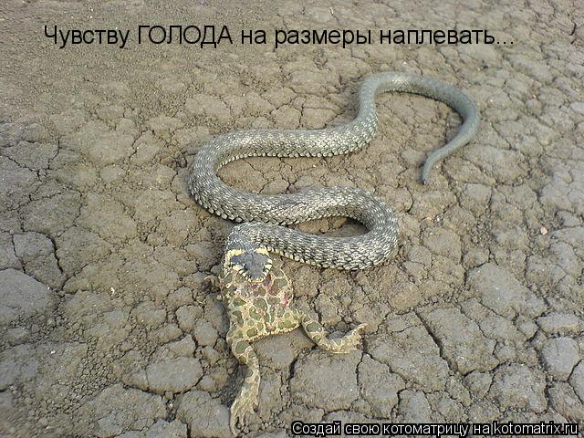 Котоматрица: Чувству ГОЛОДА на размеры наплевать...