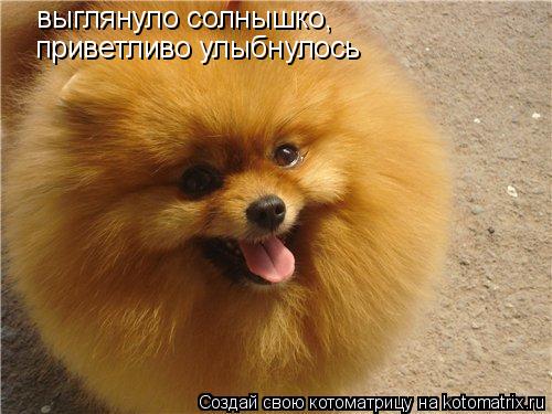 Котоматрица: выглянуло солнышко, приветливо улыбнулось