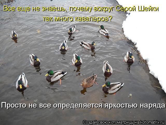 Котоматрица: Все еще не знаешь, почему вокруг Серой Шейки  так много кавалеров? Просто не все определяется яркостью наряда!