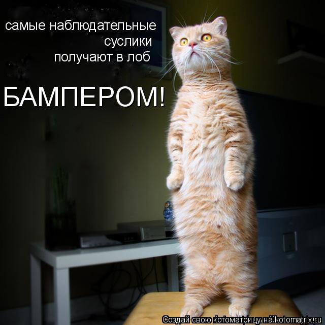 Котоматрица: самые наблюдательные суслики получают в лоб БАМПЕРОМ!