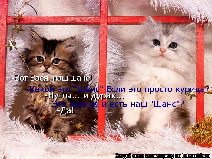 Котоматрица: -Вот Вася, наш шанс! -Какой это "Шанс" Если это просто курица?  -Ну ты... и дурак... -Эта курица и есть наш "Шанс"? -Да!