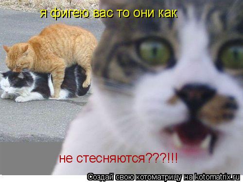 Котоматрица: я фигею вас то они как  не стесняются???!!!