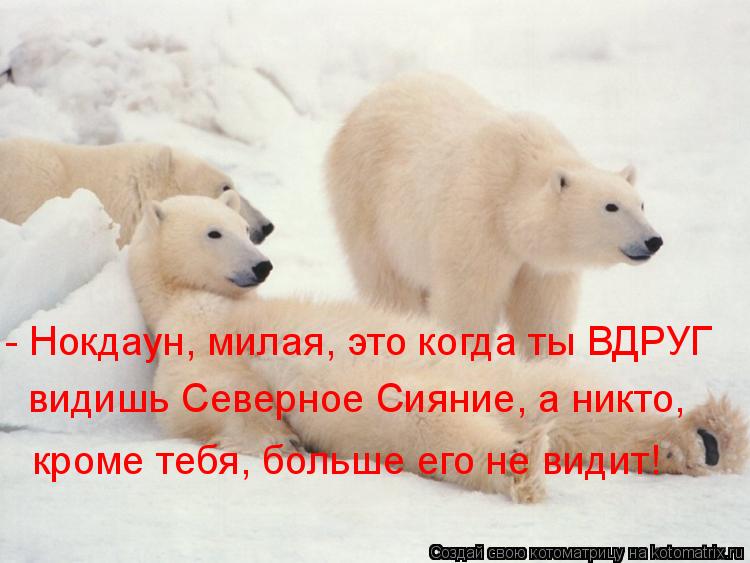Котоматрица: - Нокдаун, милая, это когда ты ВДРУГ видишь Северное Сияние, а никто, кроме тебя, больше его не видит!
