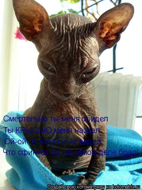 Котоматрица: Смертельно ты меня обидел Ты КРЫСОЮ меня назвал Ой-ой! А типа ты не видел, Что сфинкса ты на самом деле брал!