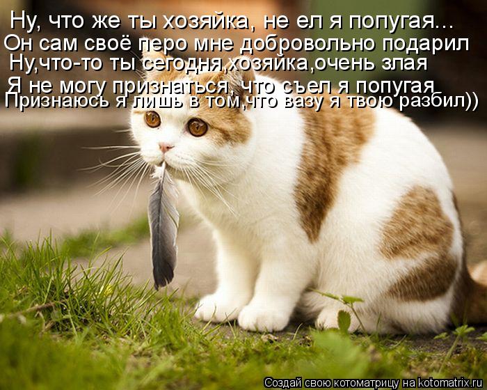 Котоматрица: Ну, что же ты хозяйка, не ел я попугая... Он сам своё перо мне добровольно подарил Ну,что-то ты сегодня,хозяйка,очень злая Я не могу признаться,