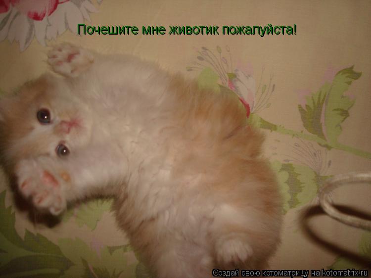 Котоматрица: Почешите мне животик пожалуйста!