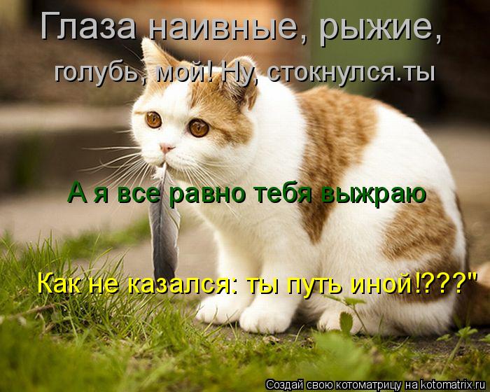 Котоматрица: Глаза наивные, рыжие, Глаза наивные, рыжие, голубь, мой! Ну, стокнулся.ты А я все равно тебя выжраю Как не казался: ты путь иной!???"