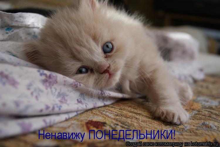 Котоматрица: Ненавижу ПОНЕДЕЛЬНИКИ!