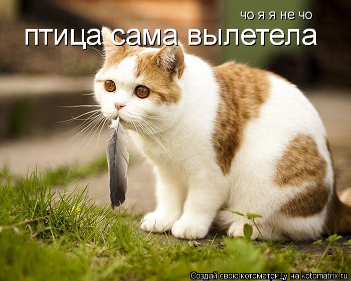 Котоматрица: чо я я не чо  чо я я не чо  птица сама вылетела