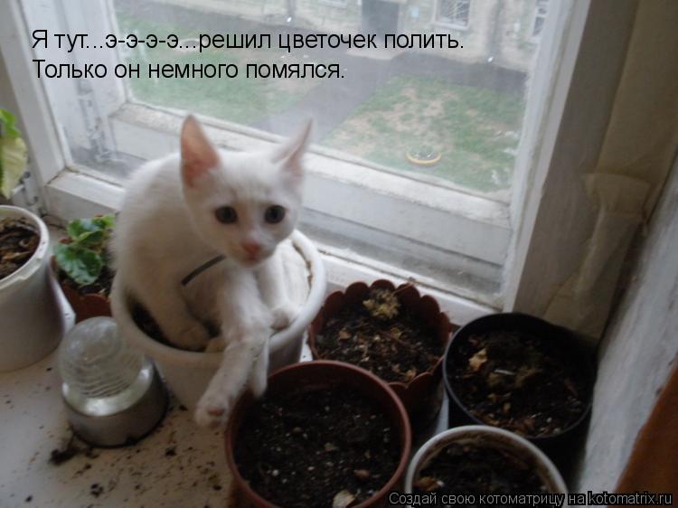 Котоматрица: Я тут...э-э-э-э...решил цветочек полить. Только он немного помялся.