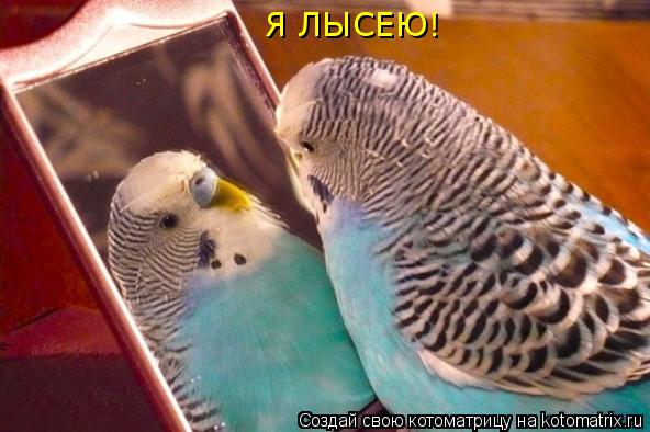 Котоматрица: Я ЛЫСЕЮ!